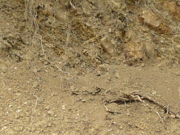Dirt texture with tangled white roots, severed branches and green foliage